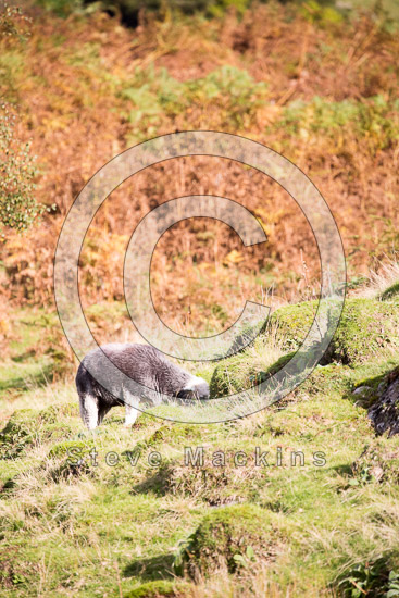 Bonscale Pike Valley Herdwick Sheep