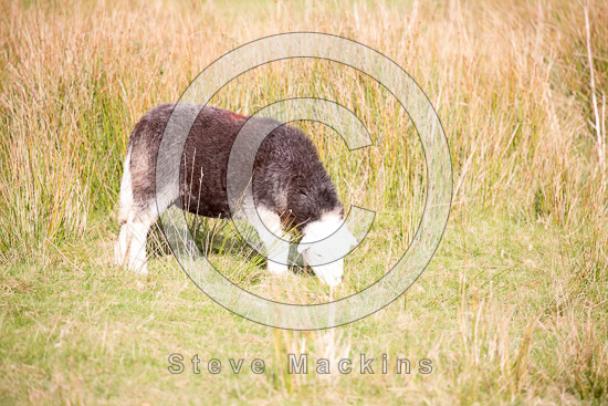 Little Strickland Field Herdwick - Lakeland Photos - Art Prints Little Strickland Field Herdwick