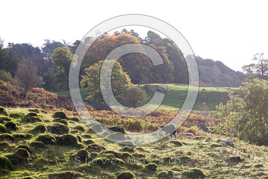 Millbeck (Keswick) Valley Herdwick Sheep - Lakeland Photos - Art Prints Millbeck (Keswick) Valley Herdwick Sheep