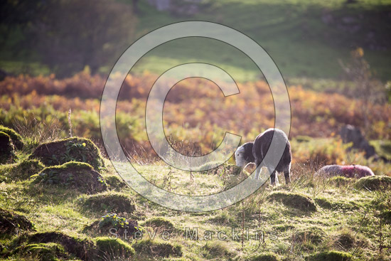 Little Mell Fell Field Lake district Sheep