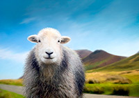 Kirkhouse, Pennington, Sour Howes, Uldale, Herdwick, Ormathwaite, Herdwick Artwork, Sergeant Man, Nateby, Scotby, Hartsop Dodd, Walla Crag, Heron Pike, Herdwick Sheep Oil Pastels, Aspatria, Raise, Troutbeck Tongue, Herdwick Sheep Prints, Great Gable, Herdy Sketch, Herdy Wall Art, Herdy Sheep Artist, Herdy Sketches, Cumdivock,  Lake District, Cumbria.