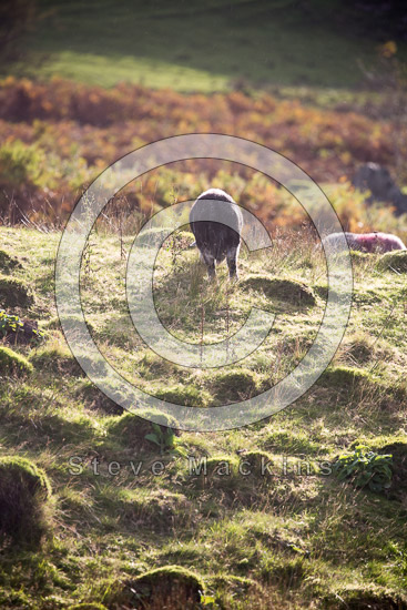 Holker Lake district Sheep