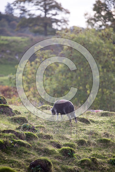 Seatoller Field Lake district Sheep