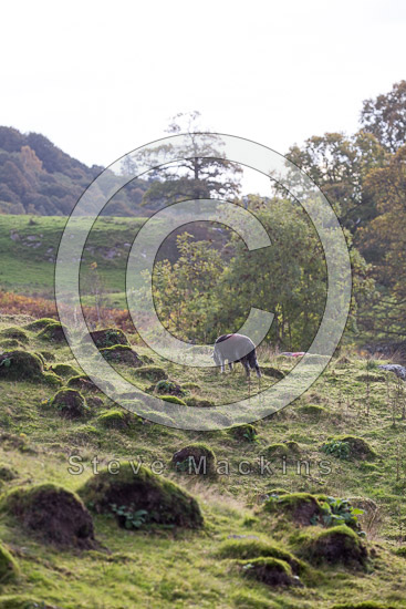 Briery Herdwick Sheep