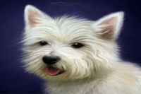 Brim Fell, Herdwick Sketches, Whin Rigg, Warcop, Herdwick Sheep Oil Pastels, Herdwick Art Studio, Mungrisdale Common, Herdwick, Herdwick Company, Allen Crags, Clough Head, Beckermet, Ravenstonedale, Mixed-Media Herdwick Art, Herdwick Sheep Art, Lanercost, Ulpha, Thornthwaite Crag, Holme Fell, Grange-Over-Sands, Newlands (Keswick), Wansfell, Lakeland Sheep, Herdwick Sheep, Corney, Herdwick Sheep Oil Painting, Herdwick Drawings,  Lake District, Cumbria.