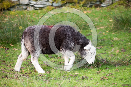 Wetherlam Farm Lake district Sheep