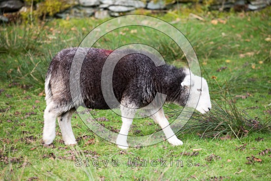 Stone Arthur Valley Herdwick