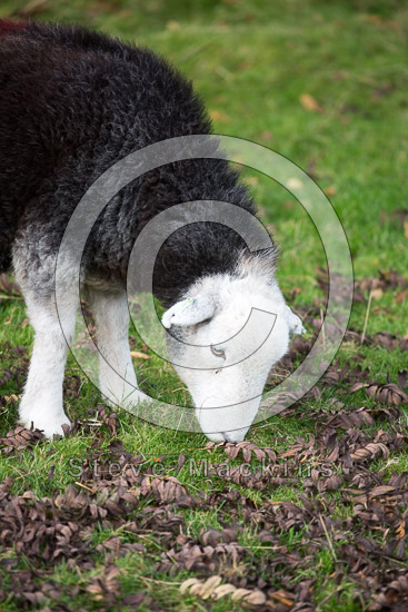 Hayton (Aspatria) Field Herdwick