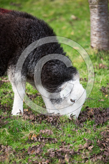 Newton Reigny Field Lakeland Sheep