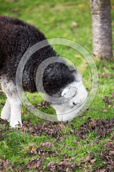 Arlecdon Valley Lake district Sheep
