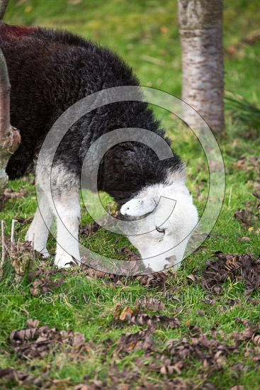 Spark Bridge Valley Lake district Sheep