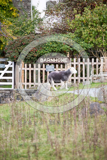 Middleton Valley Lake district Sheep
