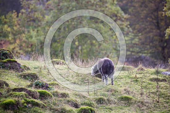 Colby Field Herdwick