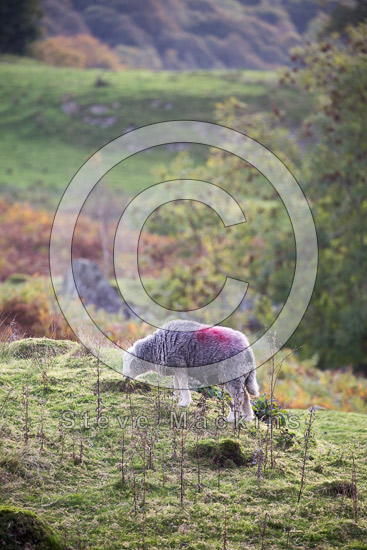 Base Brown Field Herdwick Sheep