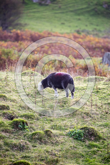 Ayside Lake district Sheep