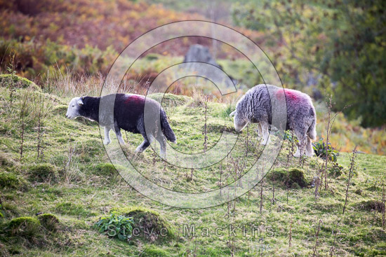 Sebergham Valley Herdwick Sheep