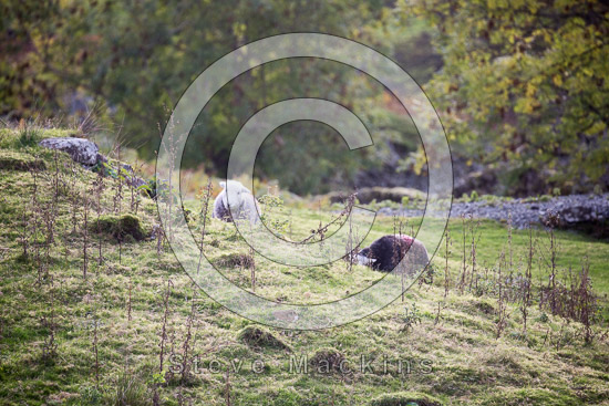 Orthwaite Herdwick Sheep