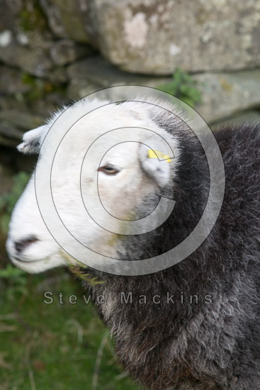 Kirkhouse Field Herdwick