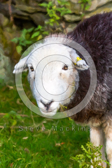 Westward Farm Herdwick