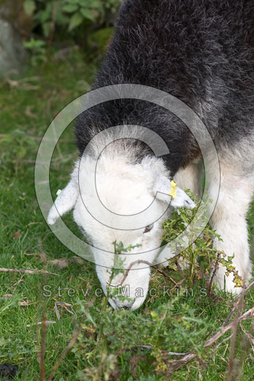 Brough Farm Herdwick - Lakeland Photos - Art Prints Brough Farm Herdwick