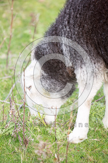 Ainstable Farm Lakeland Sheep