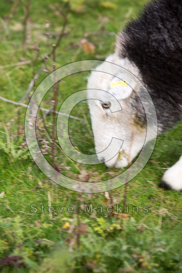 Embleton Farm Lake district Sheep
