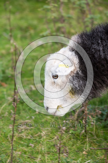 Buttermere Lake district Sheep