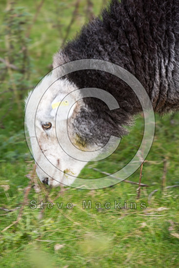 Kirkby Thore Farm Lake district Sheep