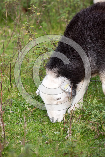 Great Ormside Valley Lake district Sheep