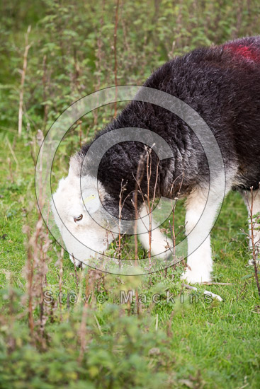 Pike of Stickle Farm Herdwick Sheep