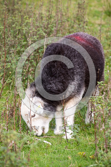 Aldingham Valley Lake district Sheep - Lakeland Photos - Art Prints Aldingham Valley Lake district Sheep