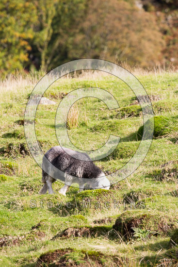 Torver Valley Herdwick