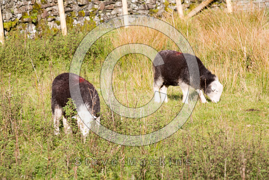 Green Gable Farm Herdwick Sheep