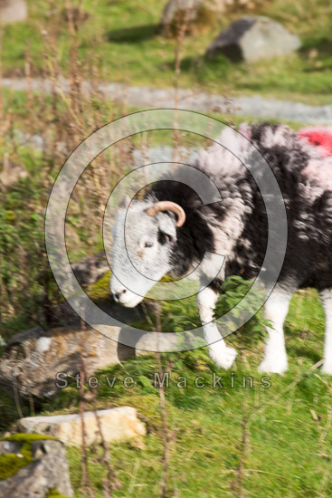 High Rigg Field Herdwick