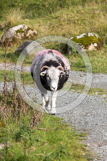 Ormathwaite Field Herdwick