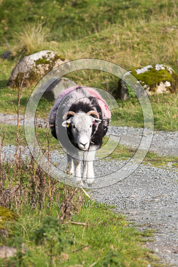 Alston Farm Lake district Sheep