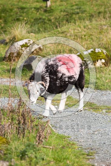 Caudale Moor Herdwick