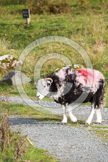 Meal Bank Valley Herdwick - Lakeland Photos - Art Prints Meal Bank Valley Herdwick