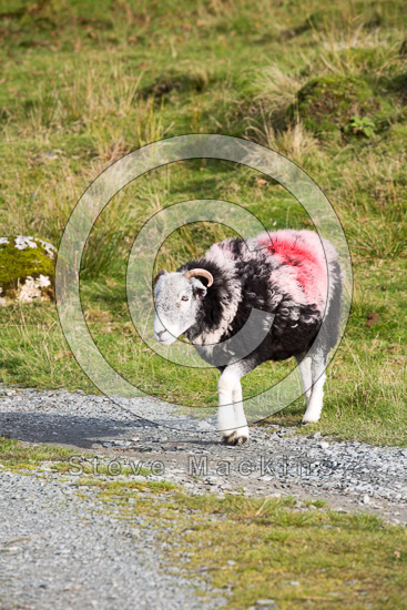 Hesket Newmarket Field Herdwick