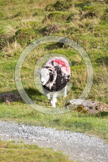Windermere Farm Lake district Sheep