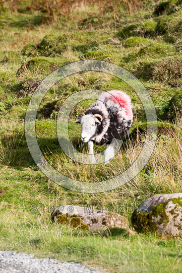 Cleator Moor Herdwick