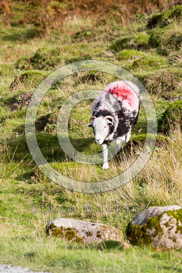 Great Calva Farm Herdwick