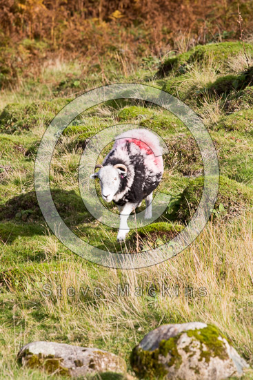 Clifton Herdwick Sheep