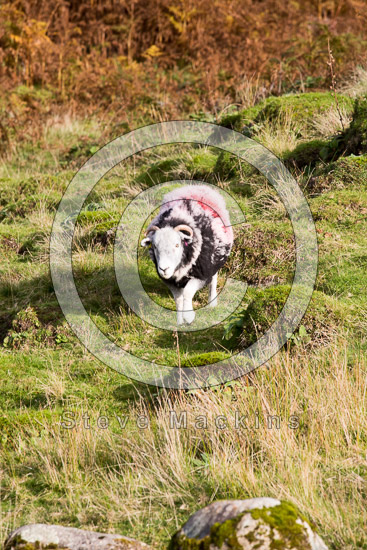 Boltongate Lake district Sheep