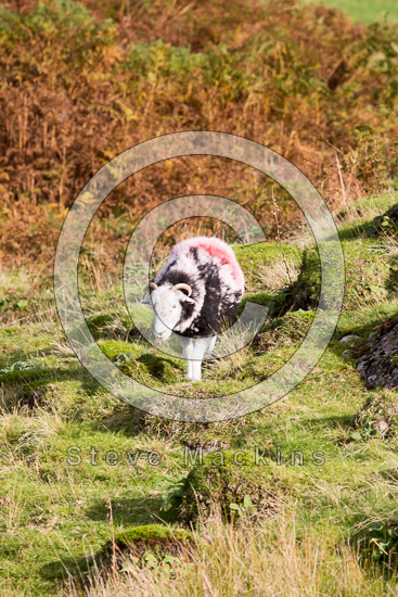 Rossett Pike Farm Herdwick Sheep - Lakeland Photos - Art Prints Rossett Pike Farm Herdwick Sheep