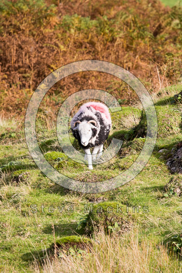 Middleton Field Herdwick - Lakeland Photos - Art Prints Middleton Field Herdwick