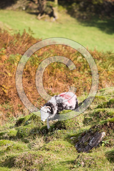 Oxen Park Valley Lake district Sheep