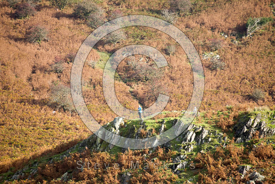 Sandwith Valley Lakeland Sheep