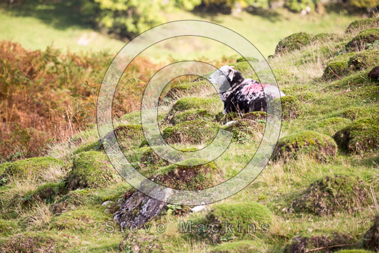 Thursby Field Herdwick