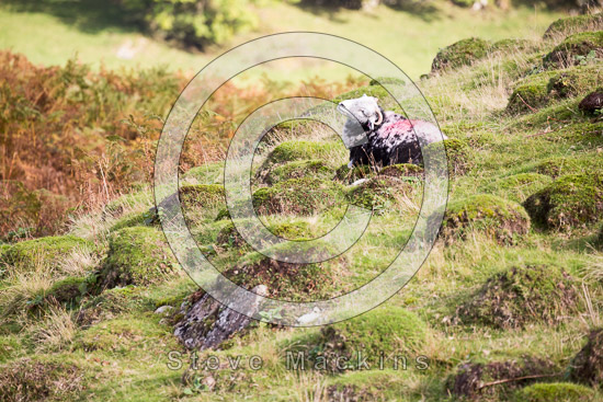 Whiteside Field Lakeland Sheep